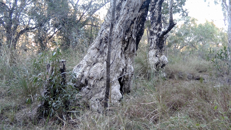 Butterfly Springs